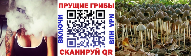 Псилоцибиновые грибы прущие грибы  Купить  Зеленоградск 